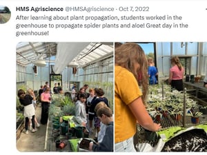 plants in the greenhouse